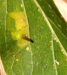 Celticecis aciculata