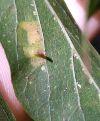 Celticecis aciculata