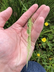 Leersia