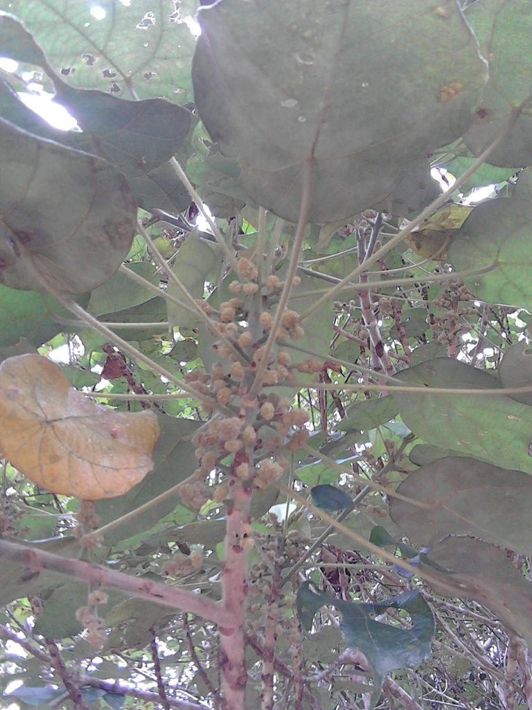 Macaranga cuspidata