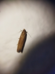 Bactra