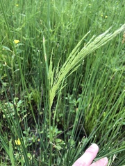 Leersia