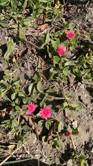 Mesembryanthemum cordifolium