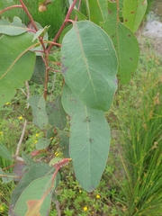Eucalyptus tereticornis