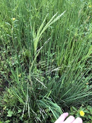 Leersia