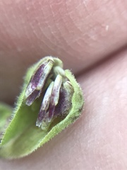 Moscharia pinnatifida