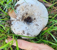 Russula brevipes