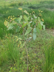 Eucalyptus tereticornis