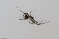 Leucauge volupis