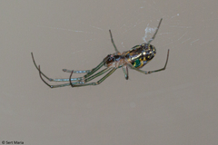 Leucauge volupis