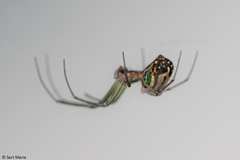 Leucauge volupis