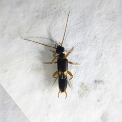 Anisolabididae