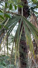 Trachycarpus fortunei