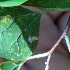 Celticecis aciculata