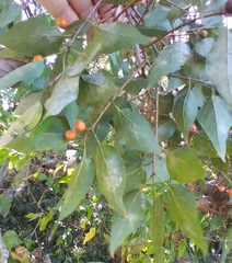 Celticecis aciculata