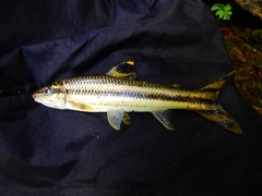 Yellow Rabbit Characin photo 2