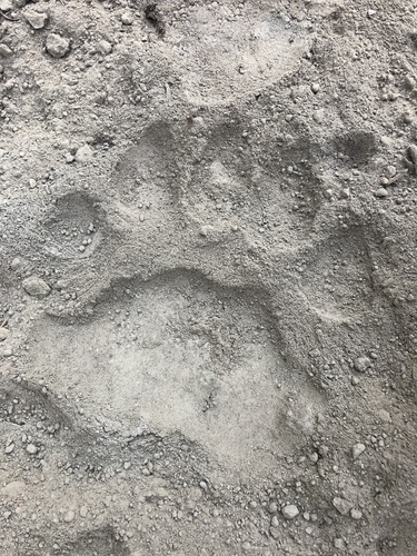 American Black Bear photographed in Oregon