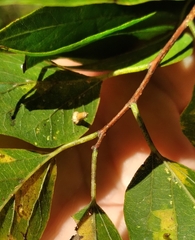 Celticecis aciculata