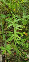 Lilium michiganense