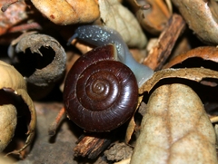 Glyptostoma gabrielense