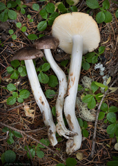 Rhodocollybia oregonensis
