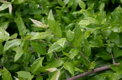 Sageretia minutiflora