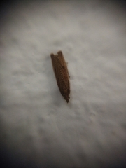 Bactra
