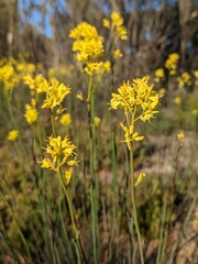 Glischrocaryon behrii