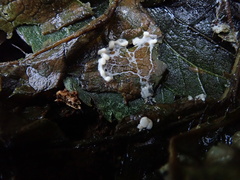 Diderma hemisphaericum