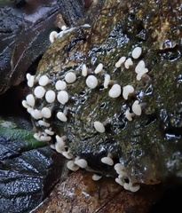 Diderma hemisphaericum