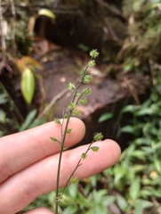 Pseudechinolaena polystachya