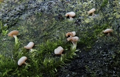 Diderma hemisphaericum