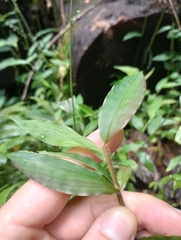 Pseudechinolaena polystachya