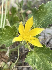Eucnide bartonioides