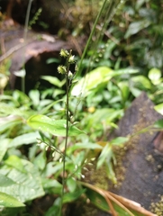 Pseudechinolaena polystachya