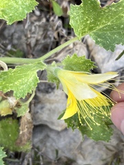 Eucnide bartonioides