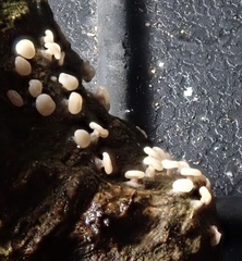 Diderma hemisphaericum