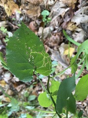 Phytomyza asterophaga