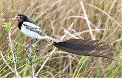 Alectrurus risora