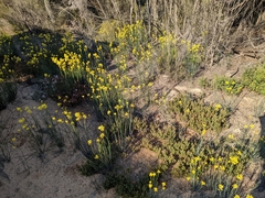 Glischrocaryon behrii