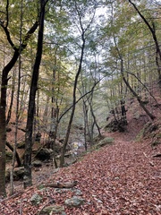 Diderma hemisphaericum