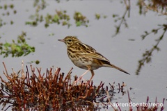 Anthus correndera chilensis