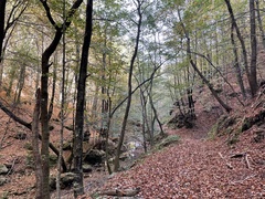 Diderma hemisphaericum