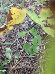 Aquilegia canadensis