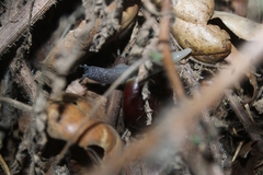 Glyptostoma gabrielense