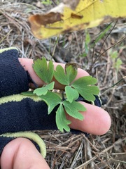 Aquilegia canadensis