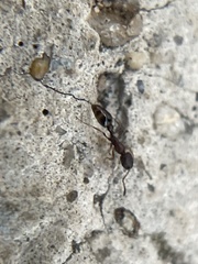 Cardiocondyla mauritanica