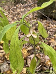 Hybanthus concolor