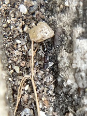 Cardiocondyla mauritanica