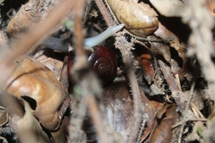 Glyptostoma gabrielense